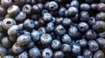 蓝莓 Blueberry