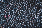 蓝莓 Blueberry