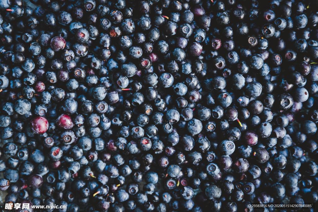 蓝莓 Blueberry