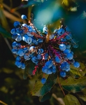 蓝莓 Blueberry