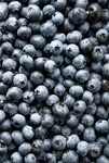 蓝莓 Blueberry