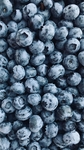 蓝莓 Blueberry