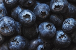 蓝莓 Blueberry