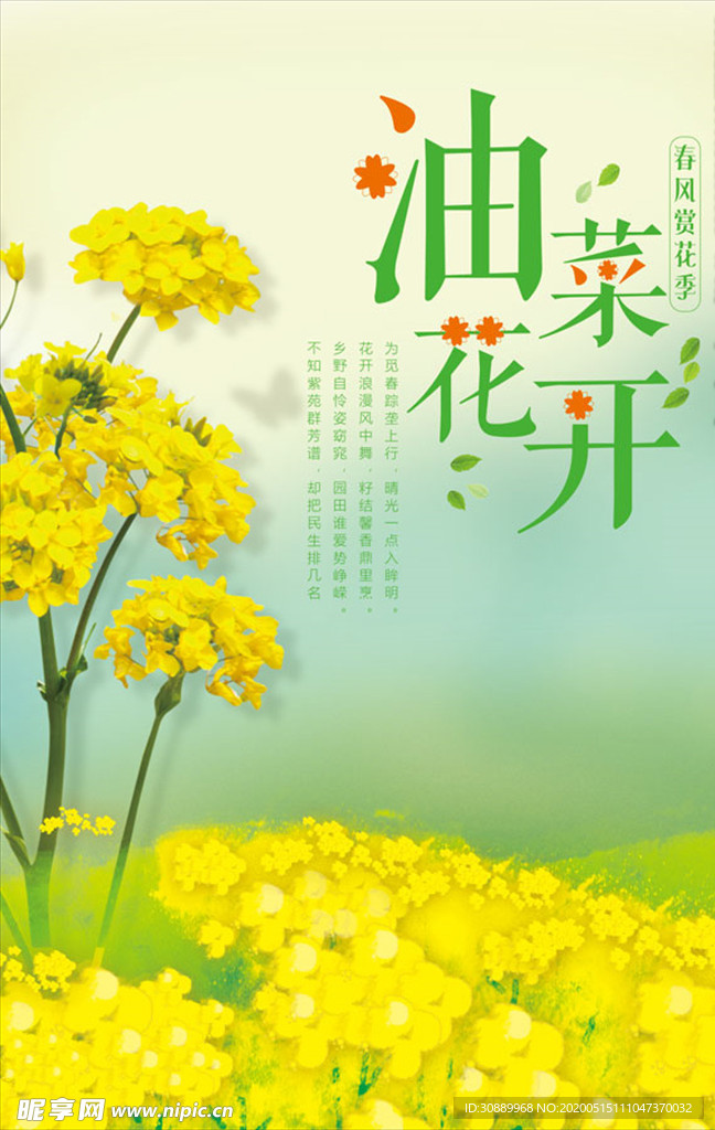 油菜花海报