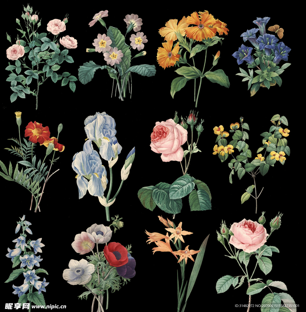花朵插画 鲜花