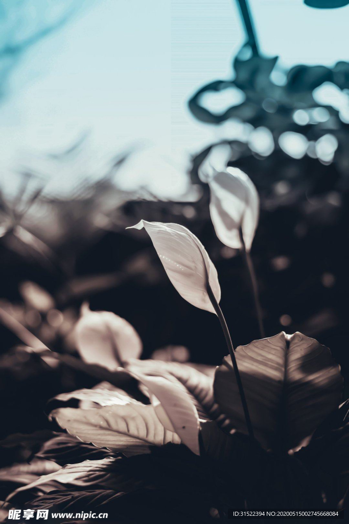 花