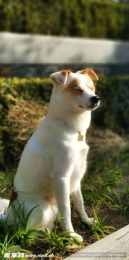 柴犬