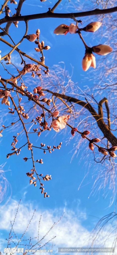 桃花