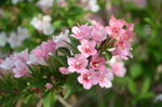 海仙花