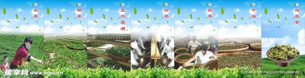 茶叶 制茶过程