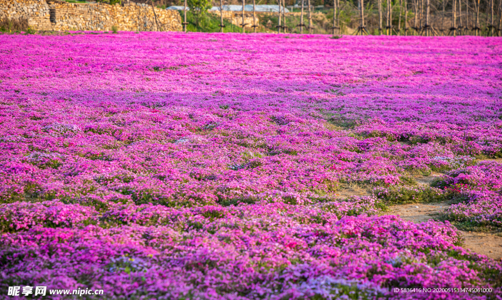花海