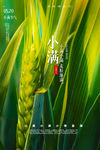 小满