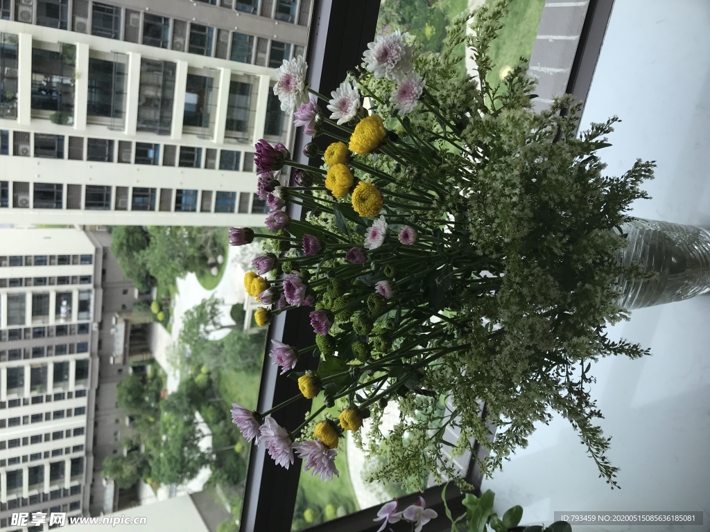 麦梗菊
