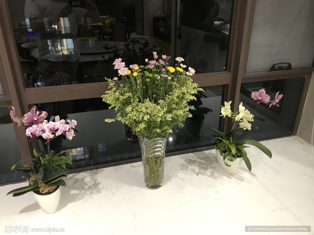 麦梗菊
