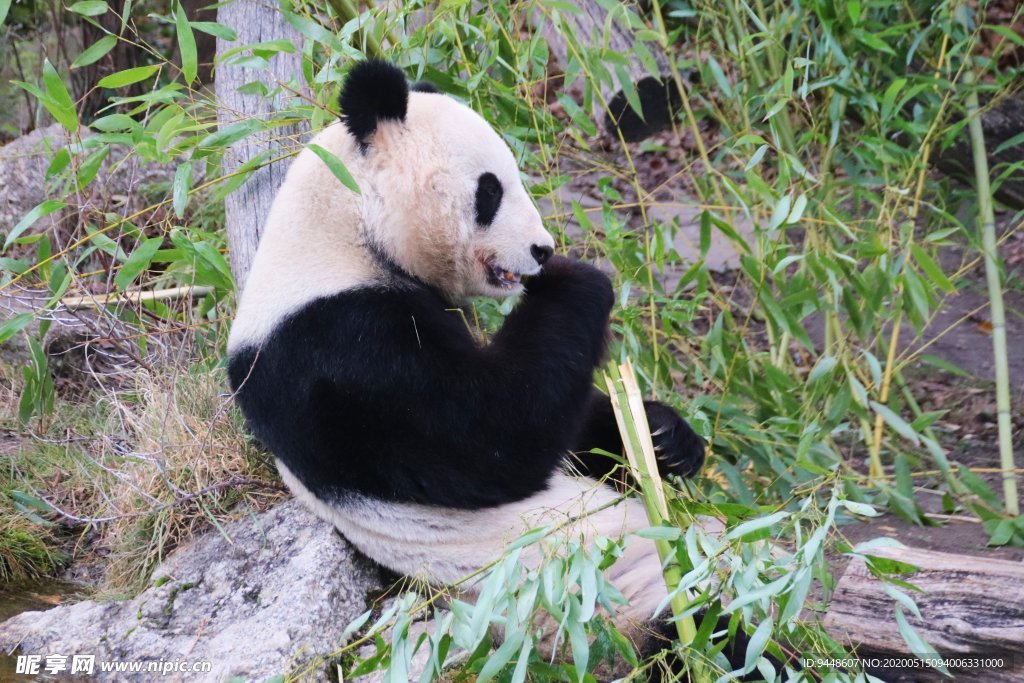 可爱熊猫吃竹子图片