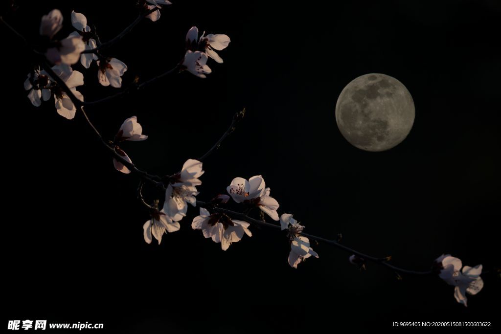 桃花与月亮