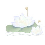 淡彩莲花淡雅雪莲