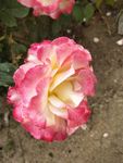月季花丛