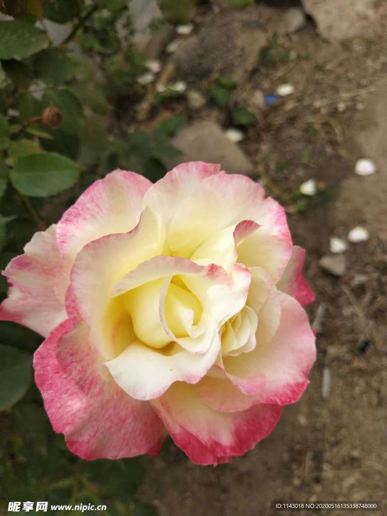 月季花丛