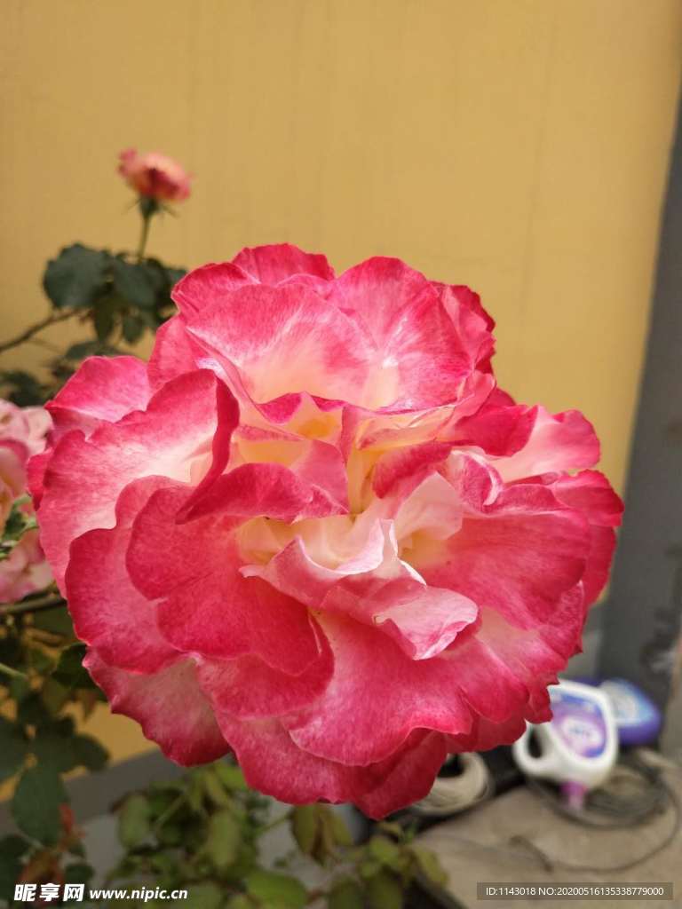 月季花丛
