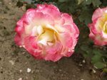 月季花丛