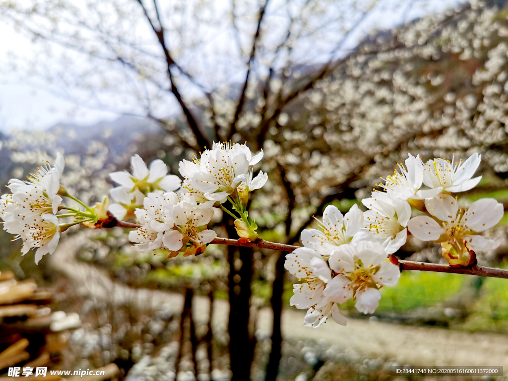 樱花