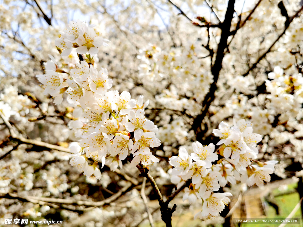 樱花