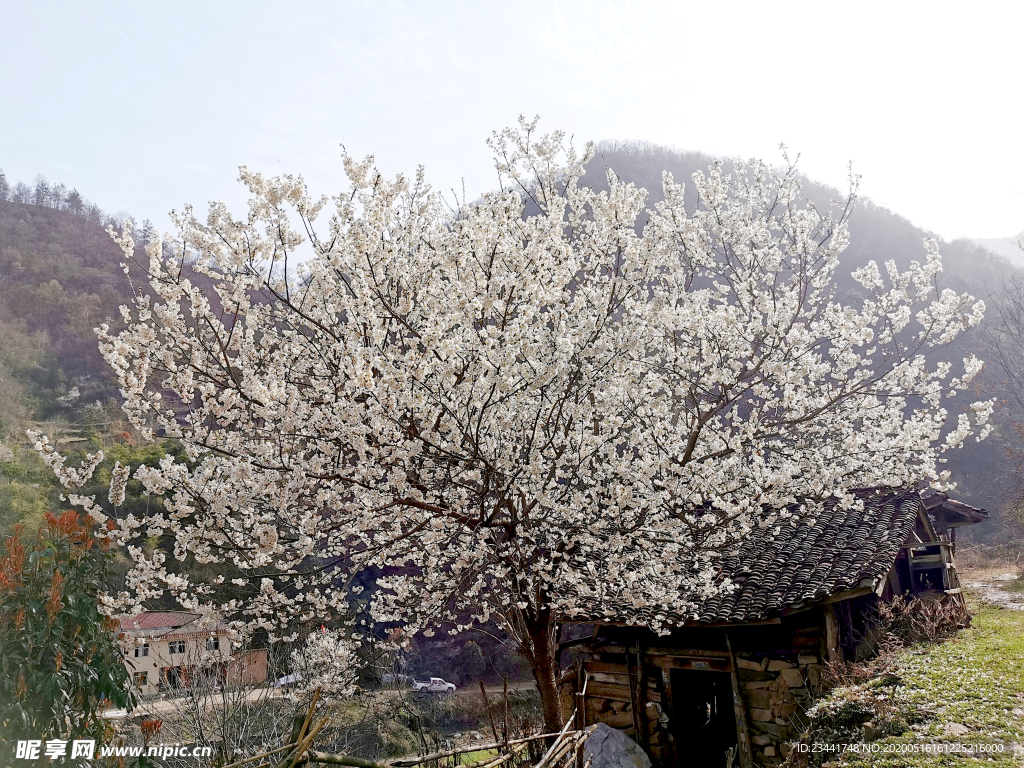 樱花