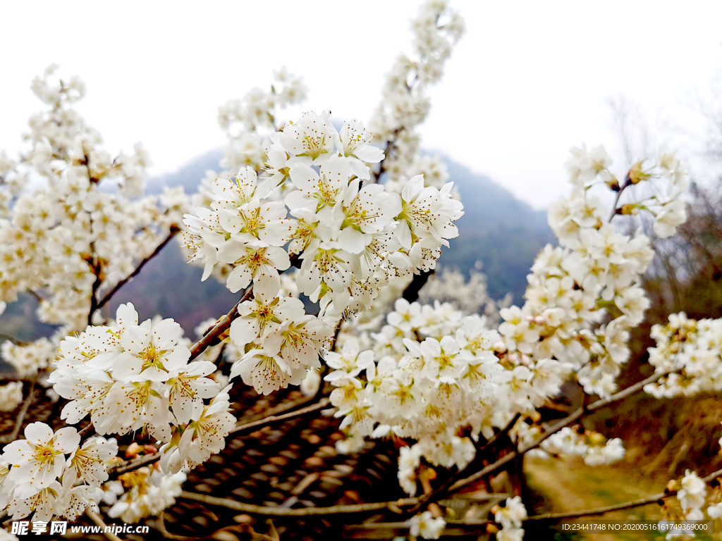 樱花