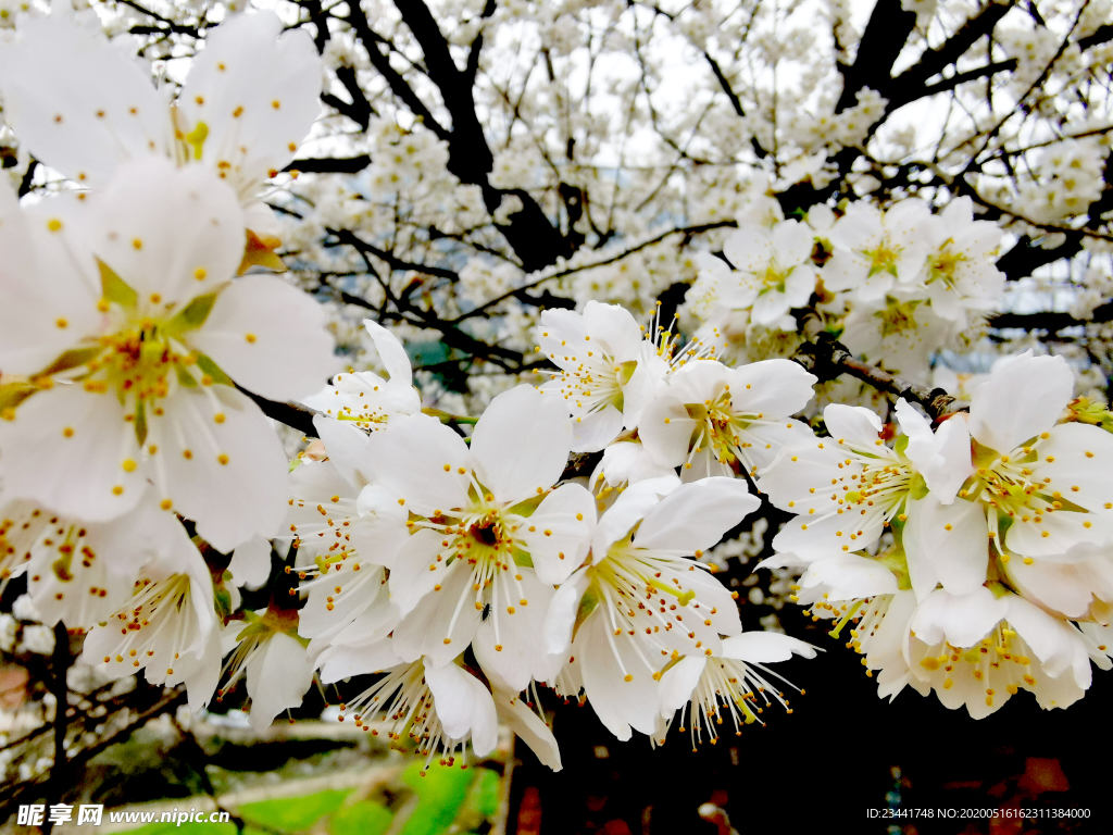 樱花