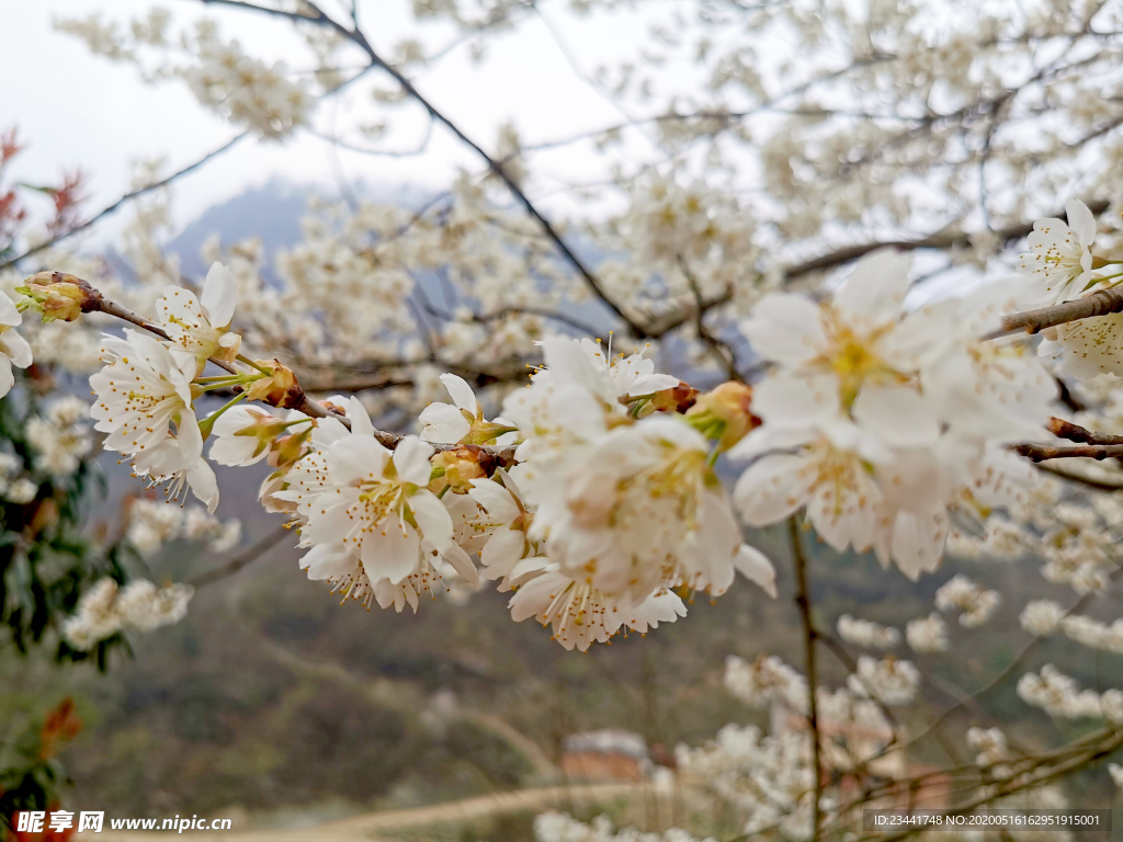 樱花