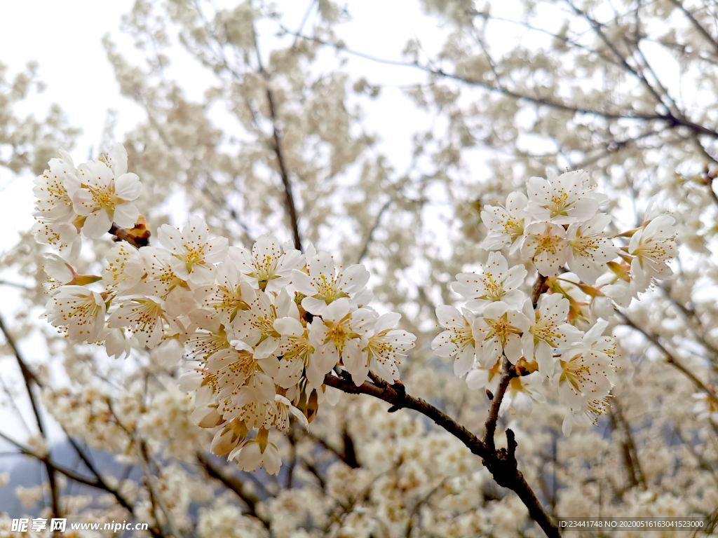 樱花