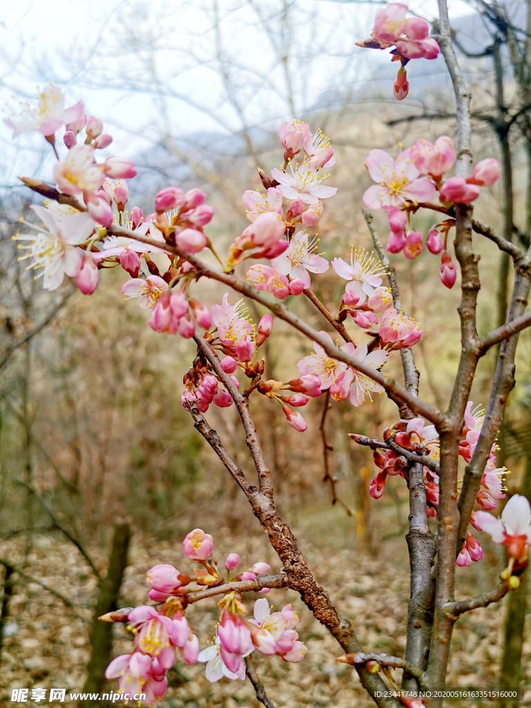 樱花