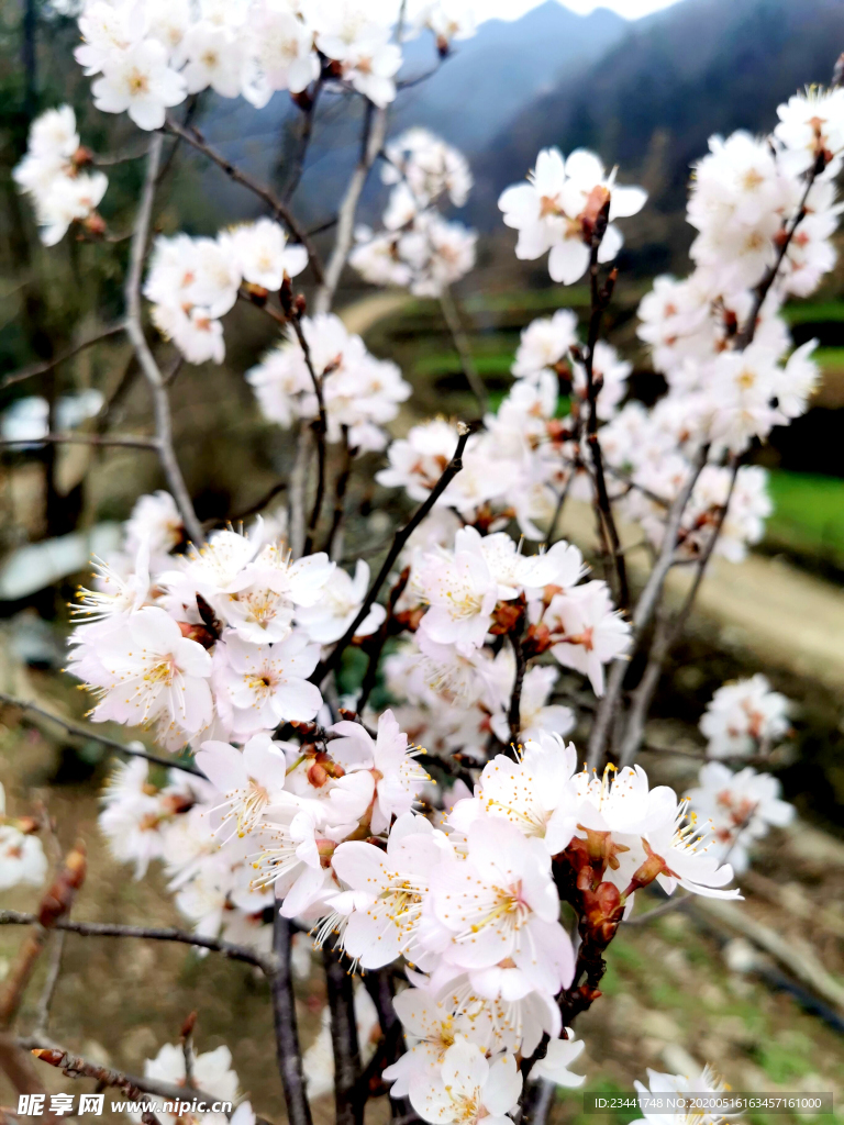 樱花