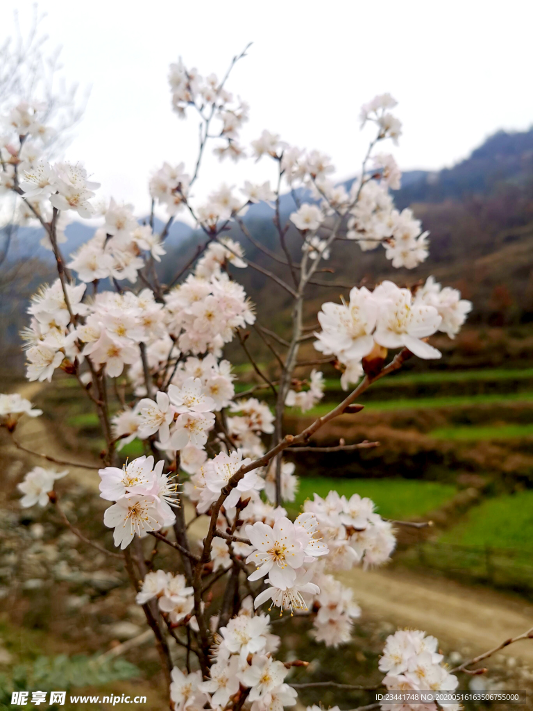 樱花