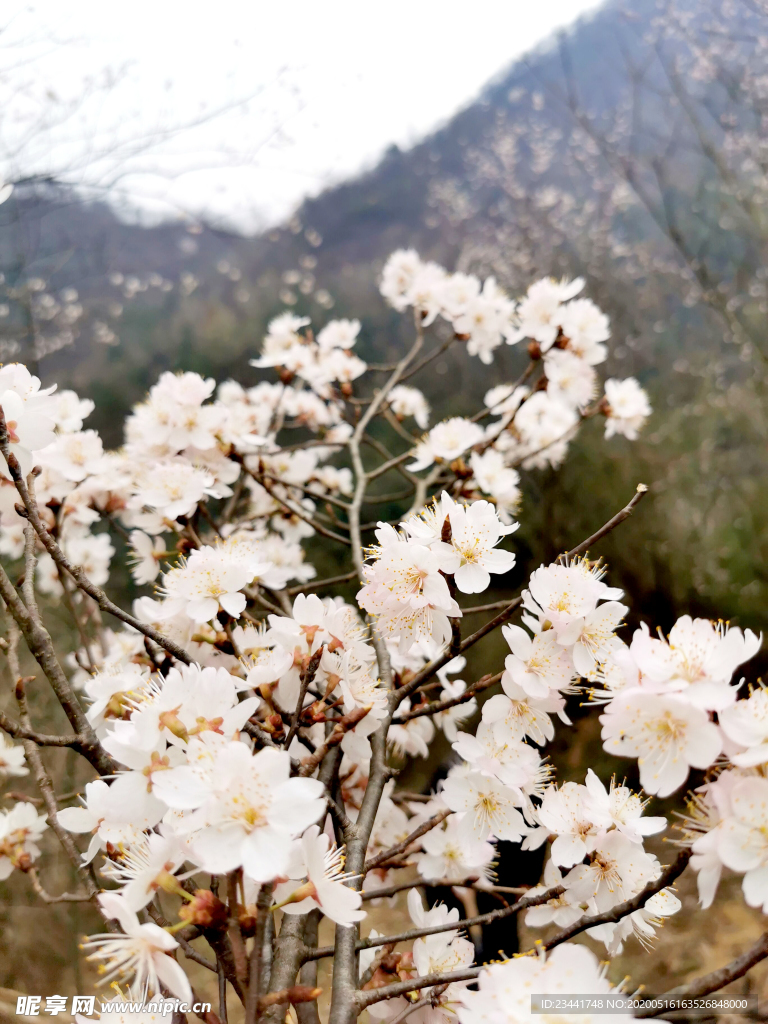 樱花