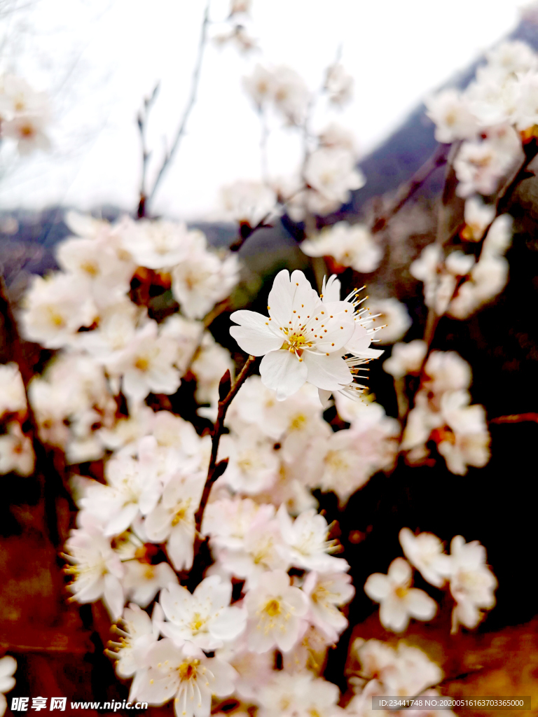 樱花