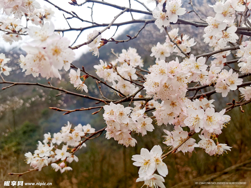 樱花