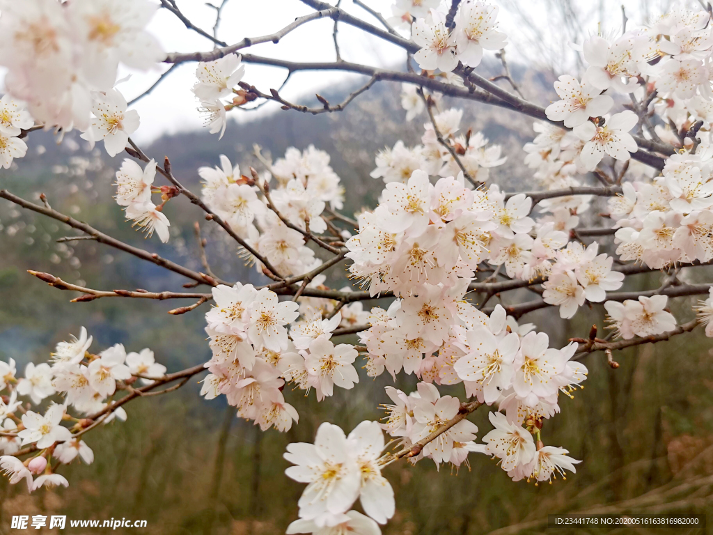 樱花