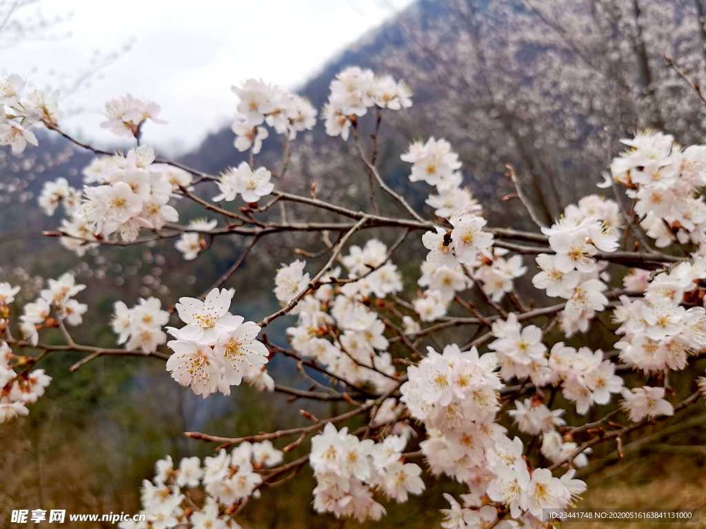 樱花