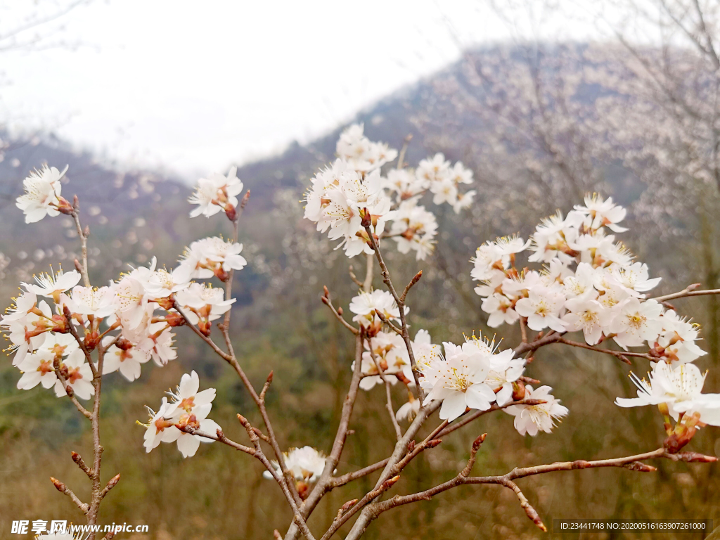 樱花