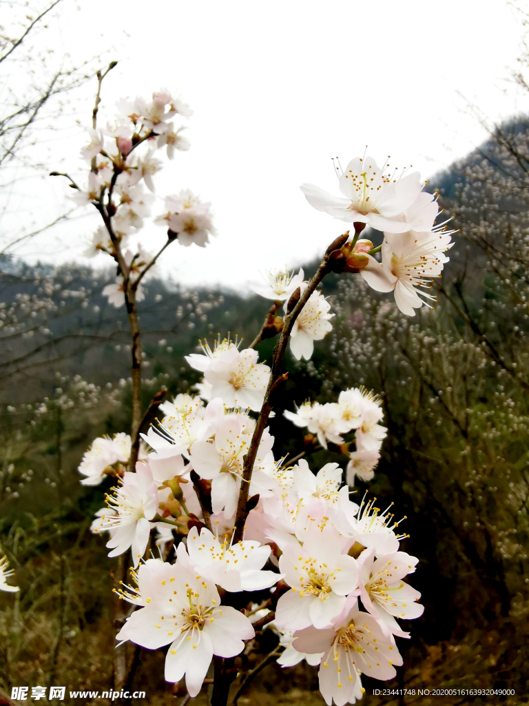 樱花