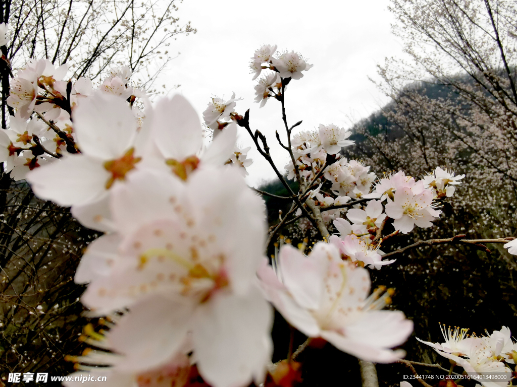 樱花