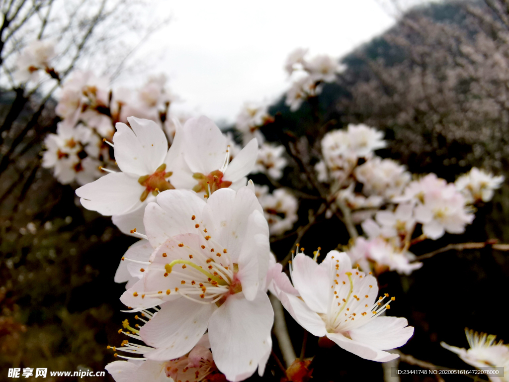 樱花