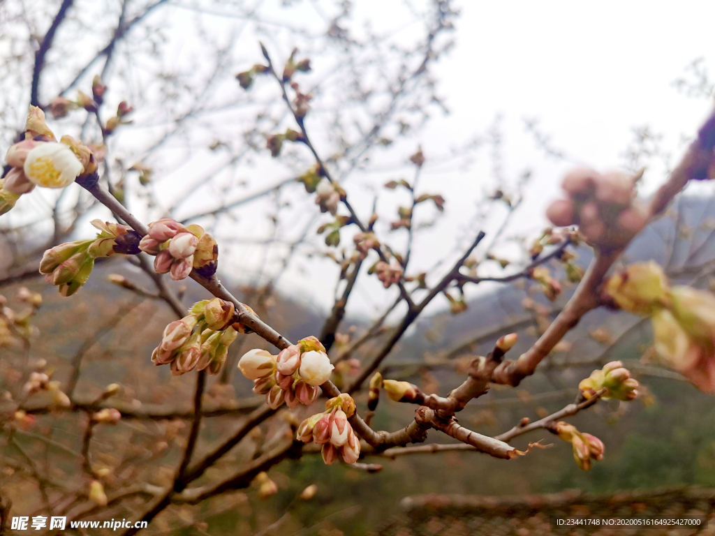 樱花