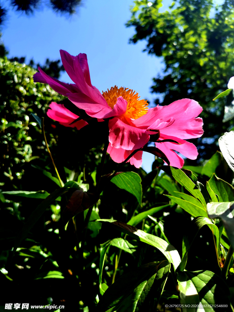 菊花