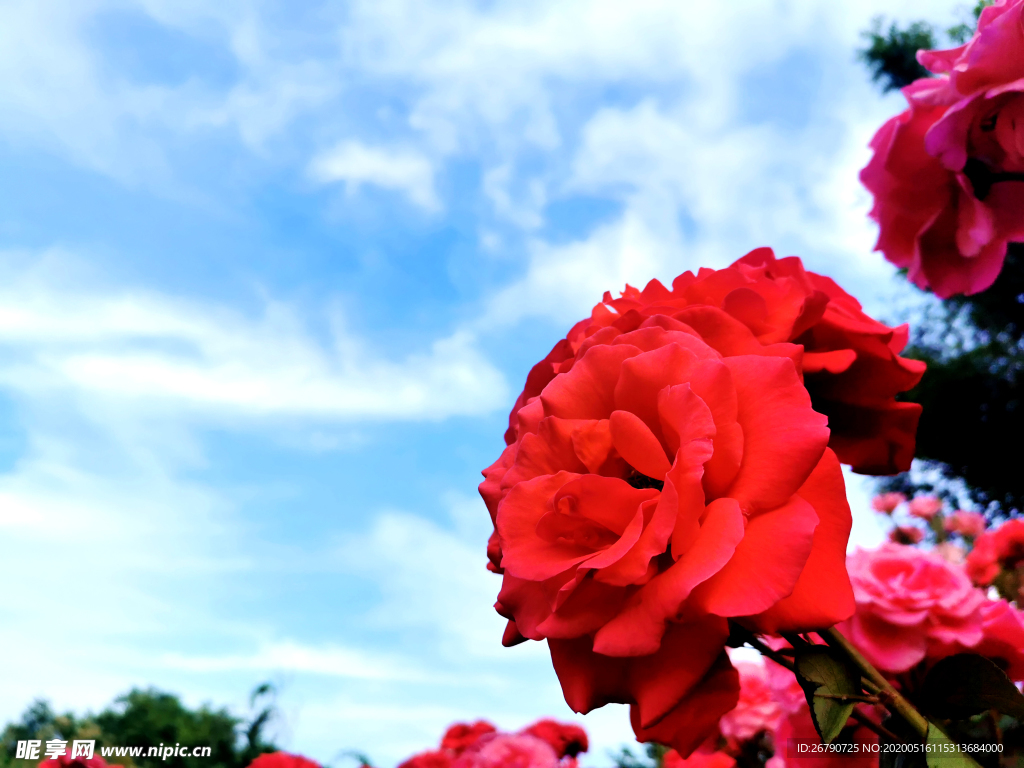 菊花