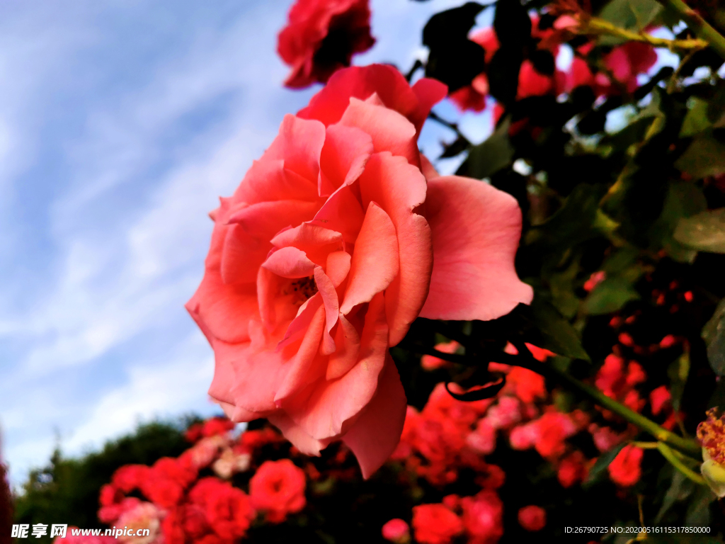 菊花