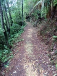 林间小路