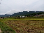 农村的田野